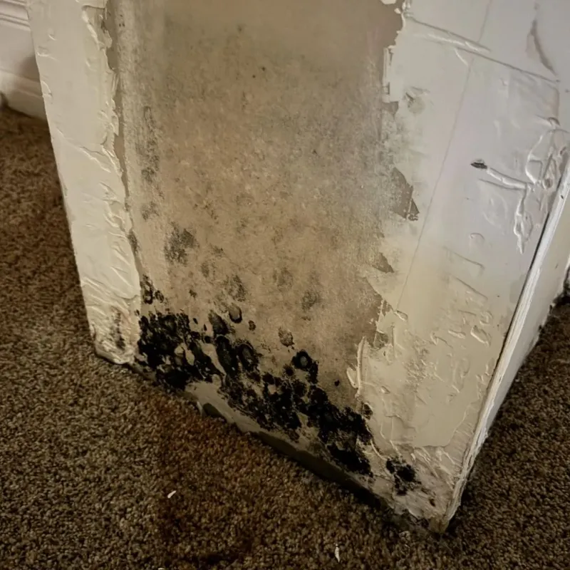 Professional Mold Removal in East Moline, IL